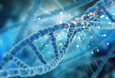 Российские учёные описали, как формируются петли ДНК внутри ядер клеток