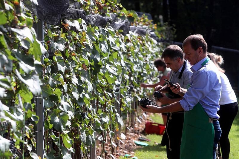 В Краснодарском крае туристы могут убирать виноград за свои деньги