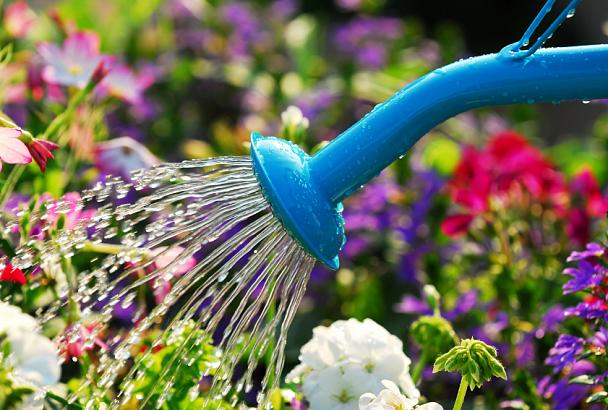 Жителей Геленджика призывают не использовать питьевую воду для полива растений