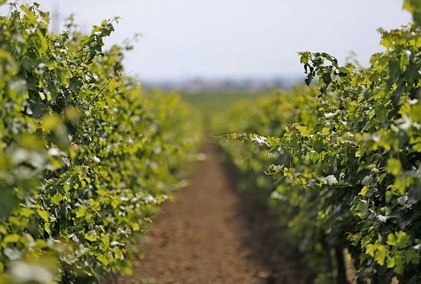 На телеканале «Россия» вышел сюжет о развитии виноделия в Тамани