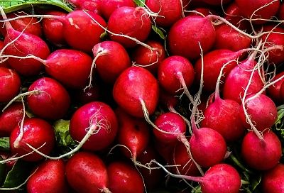 Три срока посева редиса в 2026: как получать урожай с апреля по октябрь без стрелок – даже полив не нужен