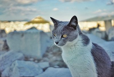 Главное не паниковать: с чего начать поиски потерянного кота