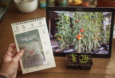 Томаты сею за 60 дней до высадки: раскладываю по одному и опрыскиваю — рассада не болеет и стволик толстеет