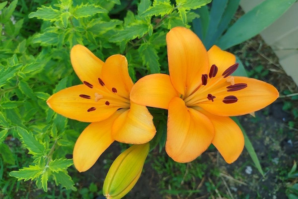 Там лилии цветут: особенности подготовки к зимовке, которые важно знать