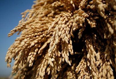 Рисоводы на мели: засушливый 2020 год принес тяжелые испытания производителям белого зерна