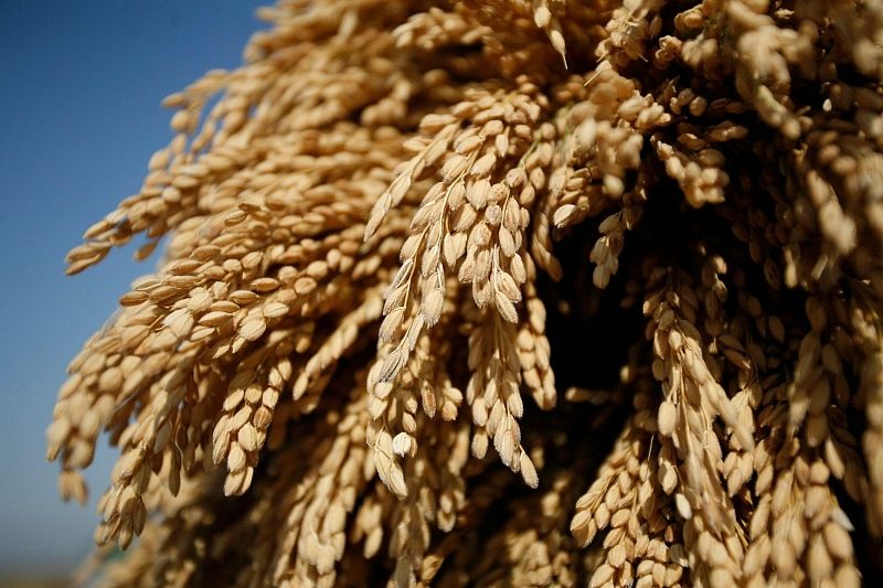 Рисоводы на мели: засушливый 2020 год принес тяжелые испытания производителям белого зерна