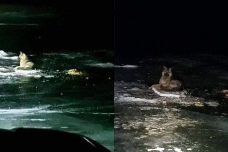 В Приморье местный «Хатико» почти месяц ждет своего хозяина на льду реки
