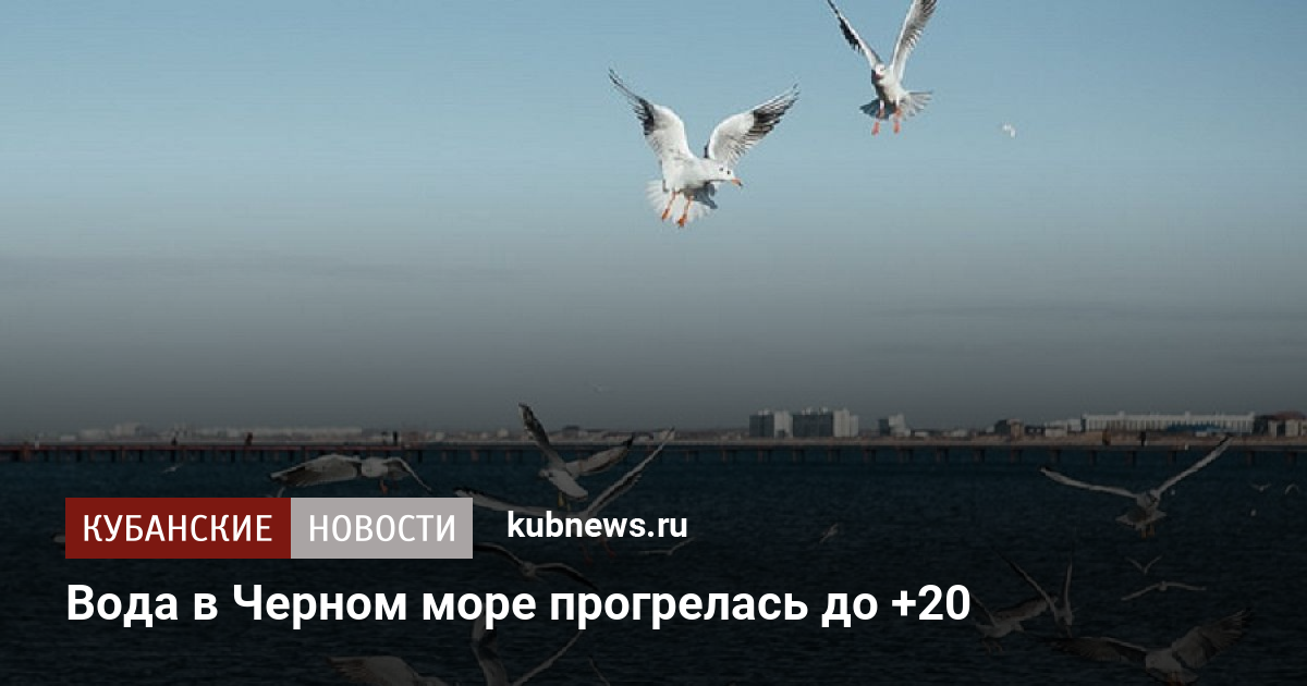 Жизнь в черном море проект