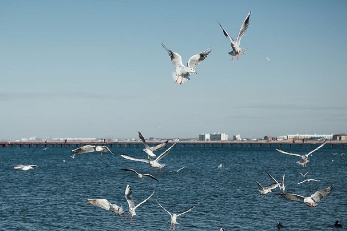 Вода в Черном море прогрелась до +20