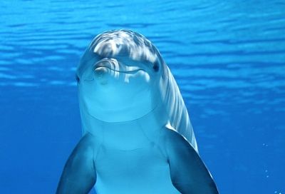 В России запретят вылов дельфинов в развлекательных целях