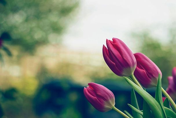 Отцвели тюльпаны в саду: самое время оказать им такой уход