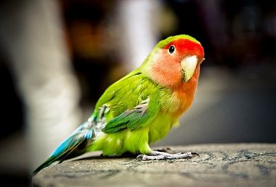Пять признаков стресса у домашнего попугая