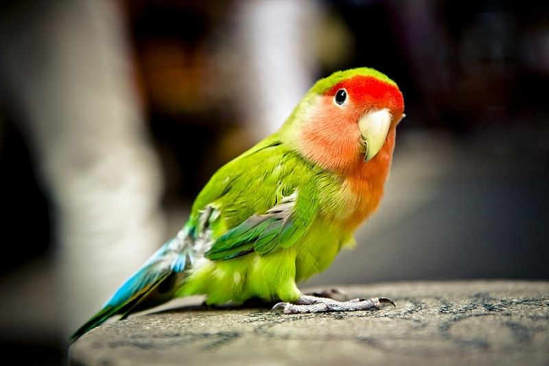 Пять признаков стресса у домашнего попугая