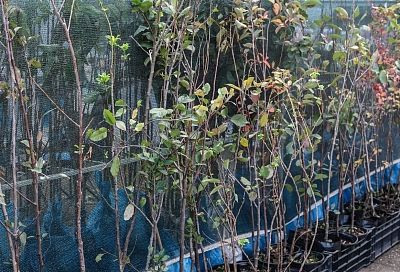 Россельхознадзор забраковал в порту Новороссийска партию саженцев персика из Турции 