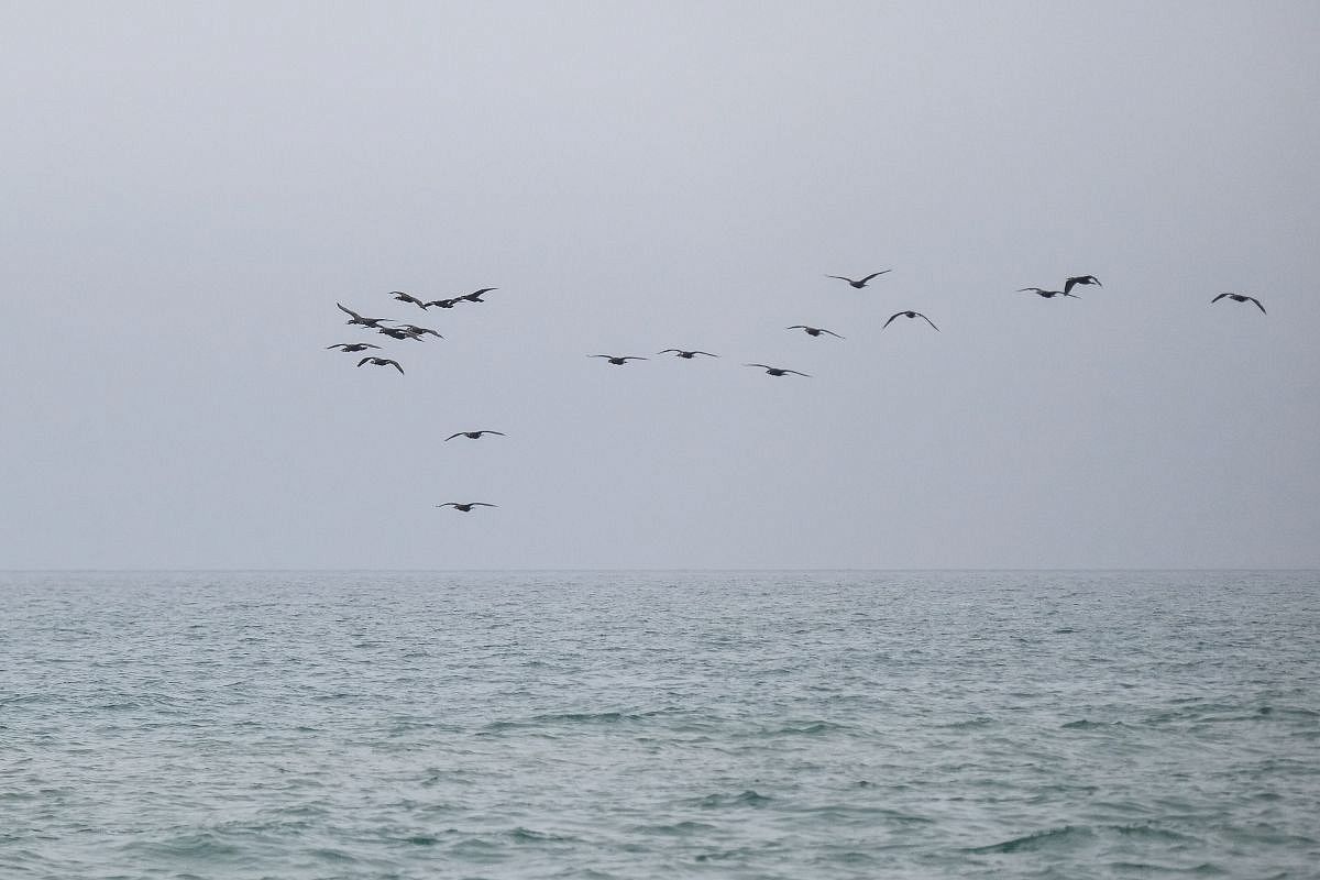 Два беспилотника уничтожили над Азовским морем