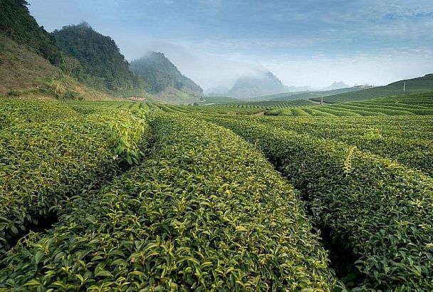 Холодоустойчивые сорта чая выводят в Краснодарском крае