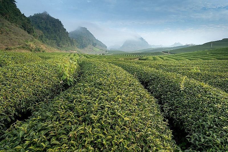 Холодоустойчивые сорта чая выводят в Краснодарском крае