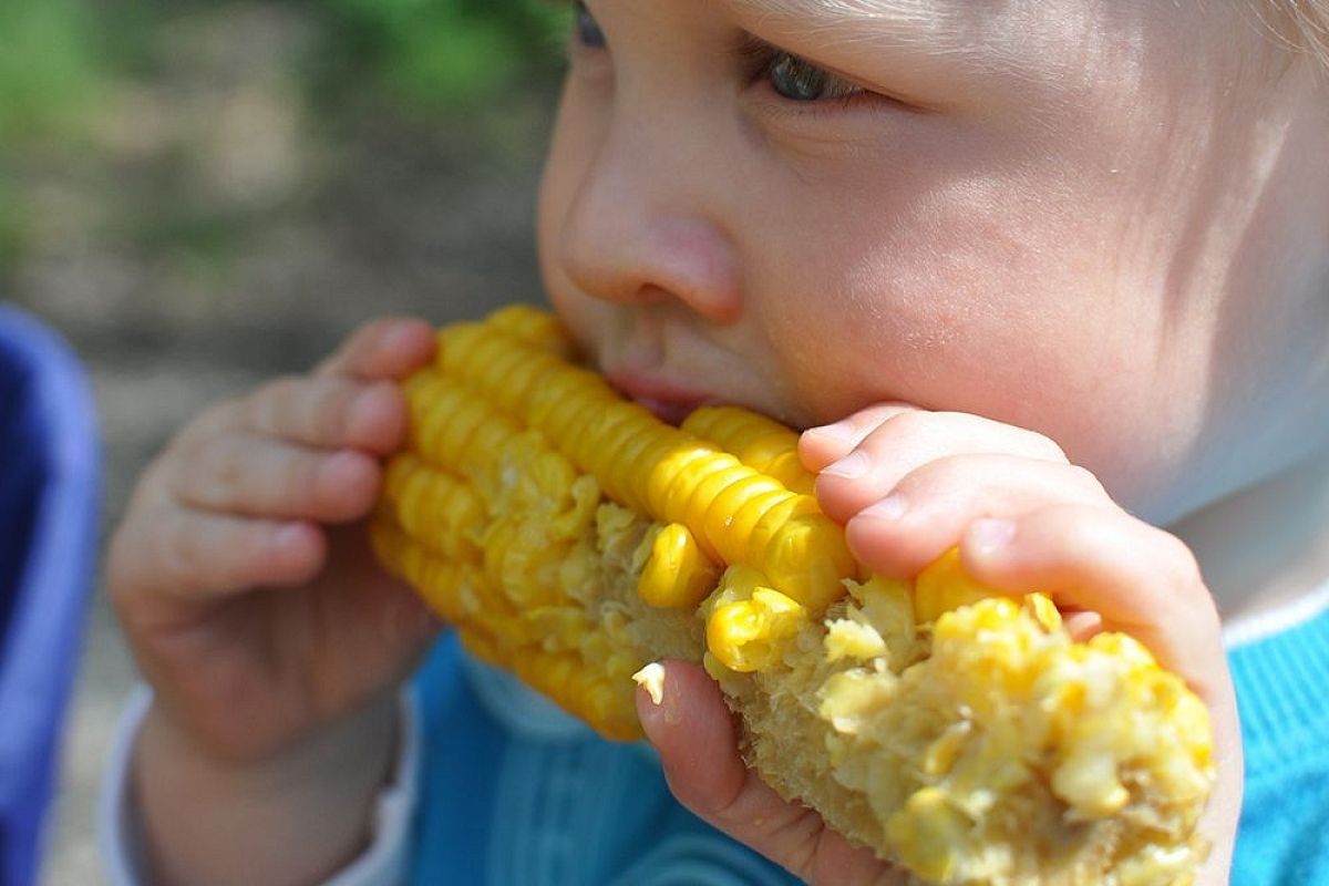 Молодая кукуруза готова за 5 минут! Секрет кубанского фермера: не варите дольше — станет «резиновая»