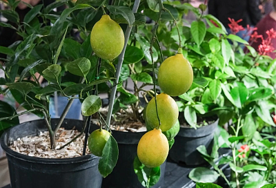 Лимон на подоконнике: тропического красавца может вырастить каждый
