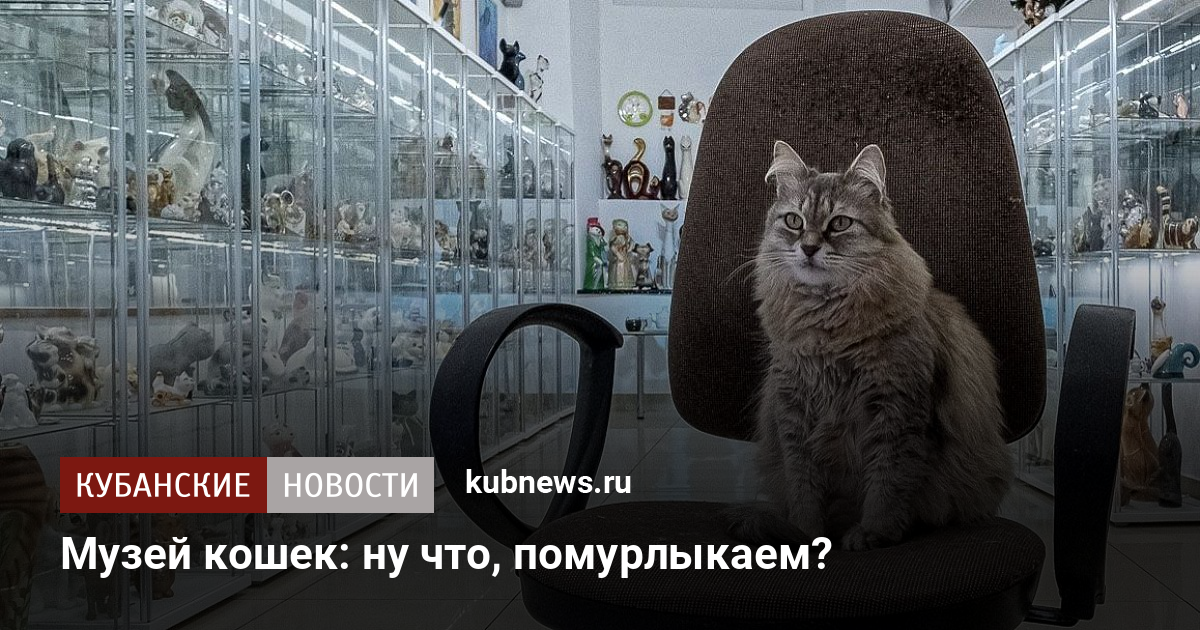 Музей кота в минске фото