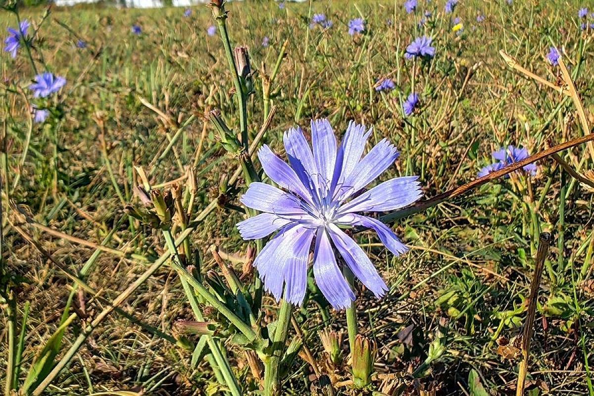 Квас из цикория: свежесть, польза и натуральность в каждом глотке