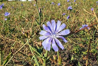 Квас из цикория: свежесть, польза и натуральность в каждом глотке