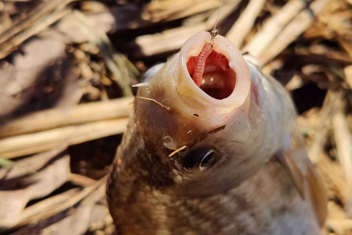 Ложка меда — и карась клюет как сумасшедший: секрет убойной прикормки для летней рыбалки