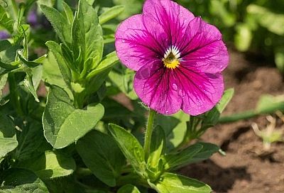 Посев петунии. Мой суперспособ, который обеспечивает стопроцентные всходы уже через 3 дня