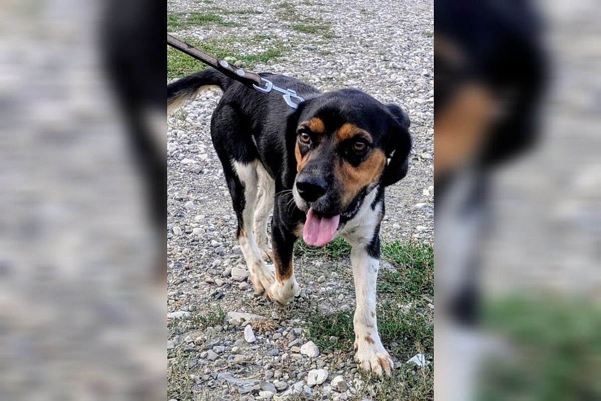 В Сочи нашлись хозяева Хатико, верно ждавшего два дня в предполетной зоне аэропорта