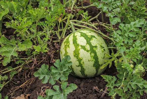 Стал поливать арбузы так — и они на глазах превращаются в сладкие, сочные бомбы: как вырастить крупные плоды летом 2025