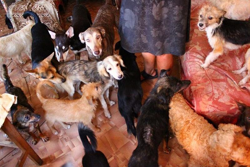 Жительница Майкопа держала в двухкомнатной квартире более 20 собак