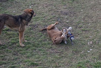 Стая бездомных собак напала на девочку-подростка в Сочи
