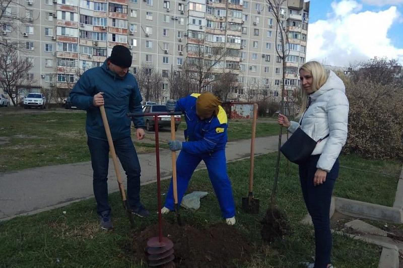 В Юбилейном микрорайоне Краснодара высадили около 100 деревьев и кустарников