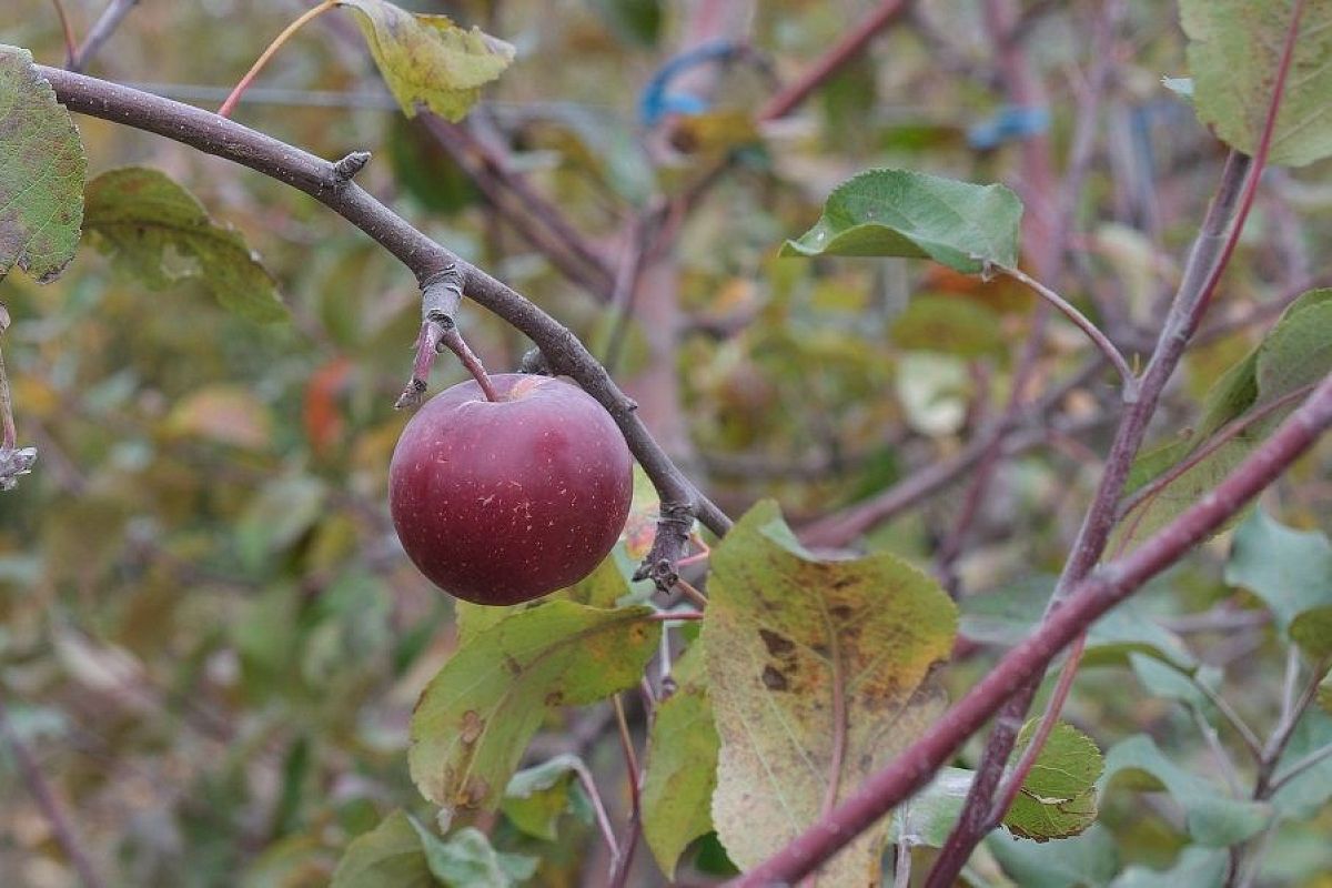 Калий и фосфор осенью: почему эти 2 элемента необходимы для хорошей зимовки деревьев