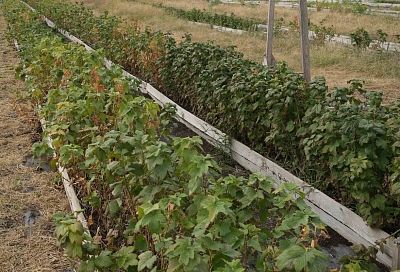 Кубанские дачники массово осушают участки: спрос на дренаж вырос на 47%