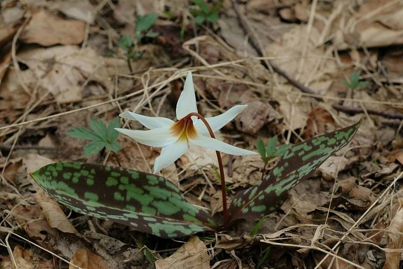 Редкий цветок кандык кавказский зацвел в лесах Сочи