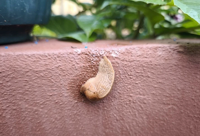 Кукурузная мука против слизней: барьер, через который они не проползут