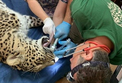 В Сочи самке леопарда Олимпии вылечили зубы 