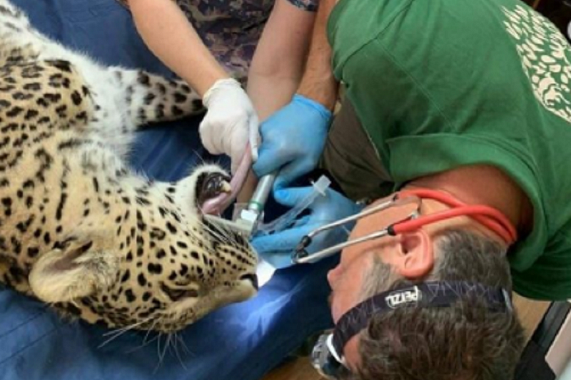 В Сочи самке леопарда Олимпии вылечили зубы 