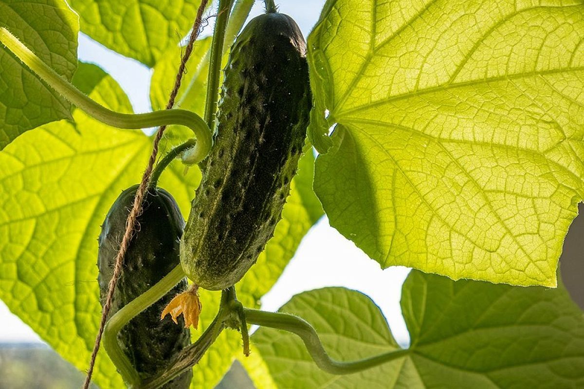 Мучнистая роса налетела на огурцы: спасаю урожай методом Кизимы — теперь листья зелёные, а плоды хрустят, как в детстве