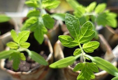 Делаю для помидорной рассады подкормку из пищевых отходов: растет быстрее и крепче