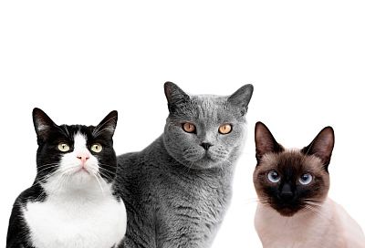 Пять пород кошек, которые чаще других требуют внимания врача