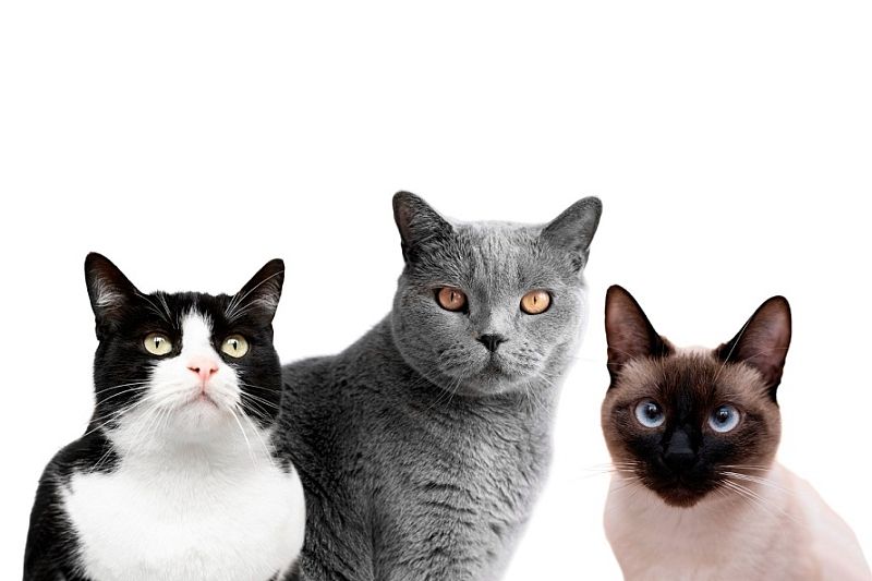 Пять пород кошек, которые чаще других требуют внимания врача