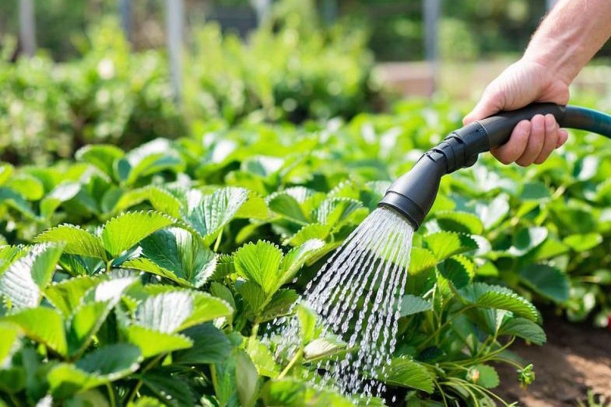 Полив клубники в августе-сентябре по схеме агронома Жулид: 5 шагов для сладкого урожая весной