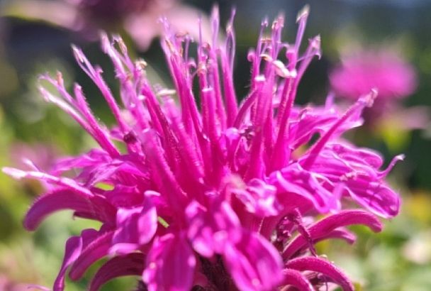 Спасет мир: красивый цветок, который полезен для сосудов и иммунитета