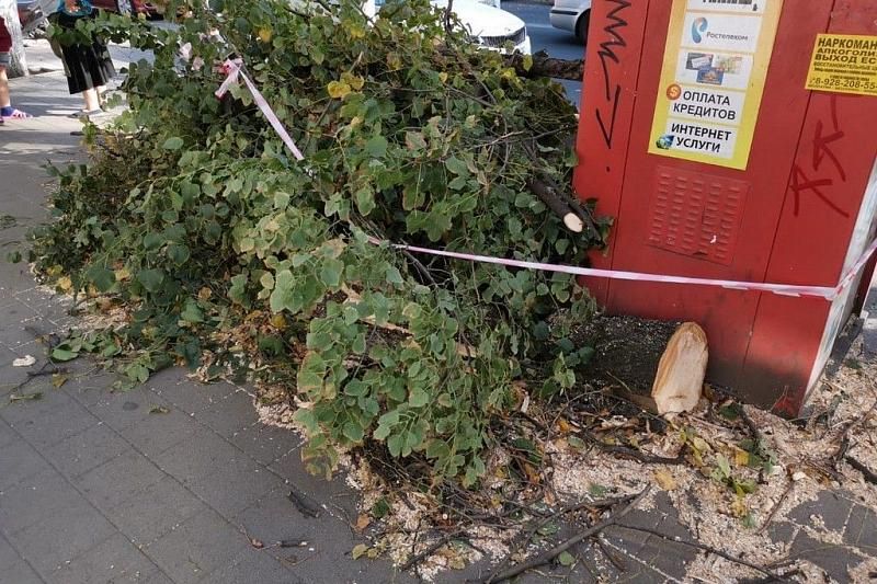 Улицы Краснодара очистили от упавших от ветра ветвей и деревьев