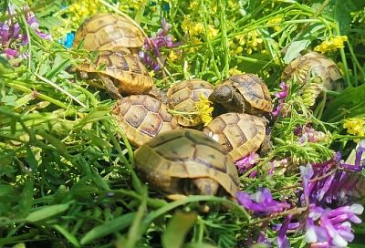 Нашествие краснокнижных черепах на курортах Кубани: чем вызвана активность пресмыкающихся
