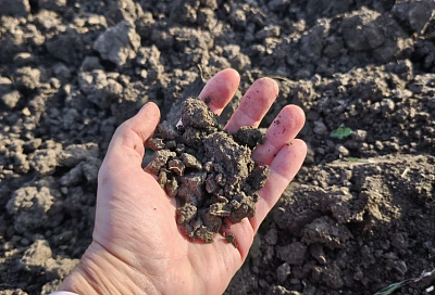 Гумус – синоним урожая: главный фактор плодородия почвы