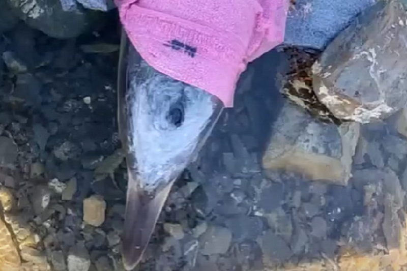 Глава Росприроднадзора назвала возможные причины гибели дельфинов в Черном море