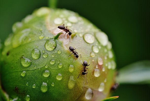 Нашествие вредителей: как избавиться от тли и муравьев